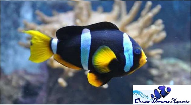 yellowtail clownfish